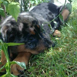 Parvovirose, parvovirus