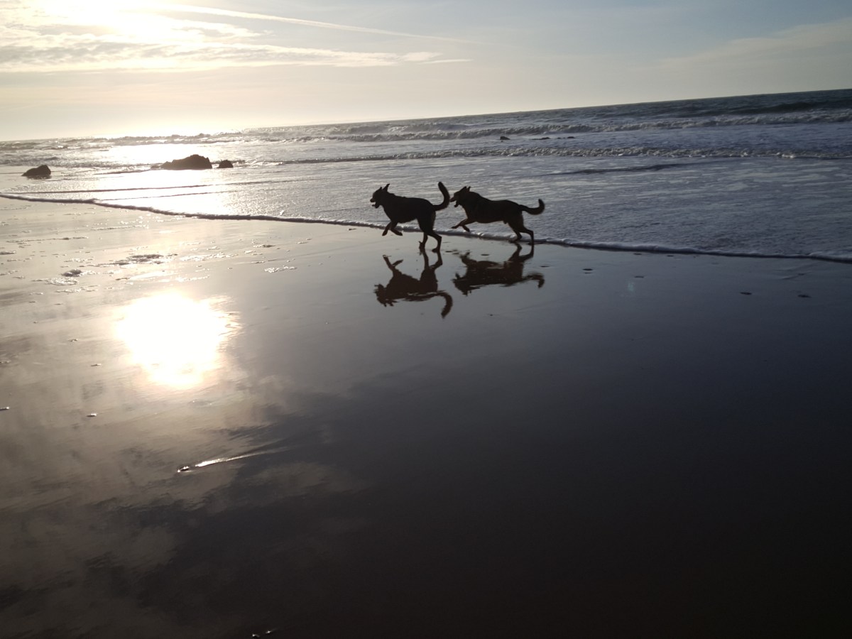 &laquo;&nbsp;Nos animaux familiers sont des anges déguisés venus sur terre pour nous apprendre la douceur&nbsp;&raquo;