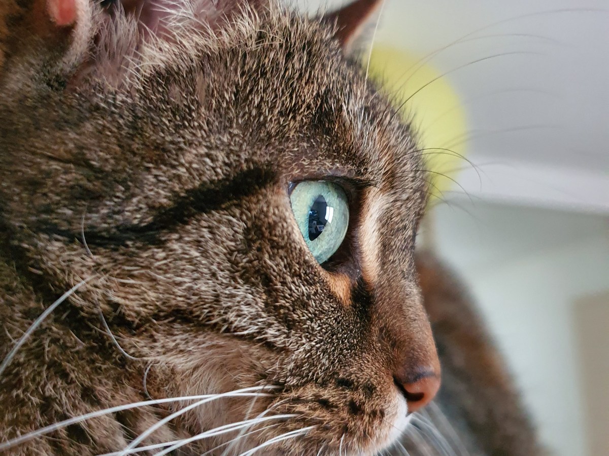 Les principales zoonoses chez le&nbsp;chat