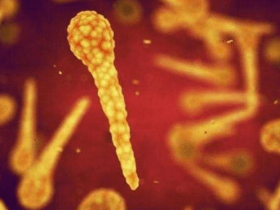 Le Tétanos chez le chien et le&nbsp;chat