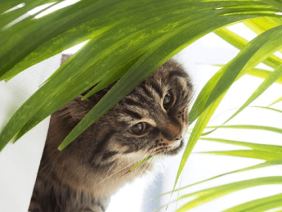 Quelles sont les plantes toxiques pour les&nbsp;chats?