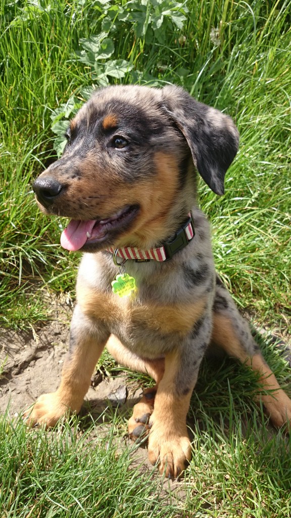 Maladie de lyme
larchedemilie.com