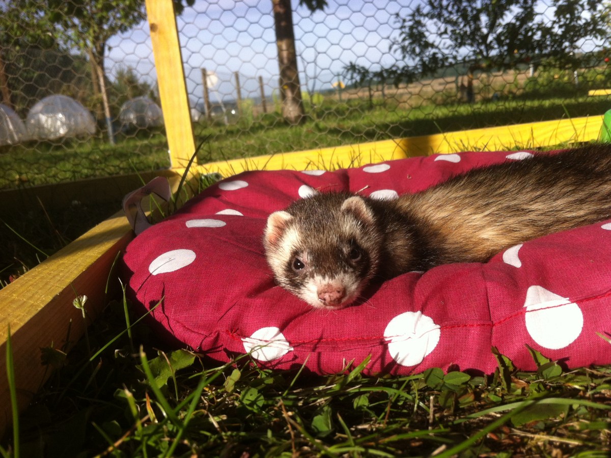 Le furet: Présentation,  Alimentation, Santé et&nbsp;Maintenance