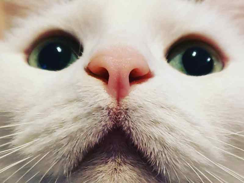 Mon chat vomit : quelles en sont les causes ? Que dois-je faire&nbsp;?