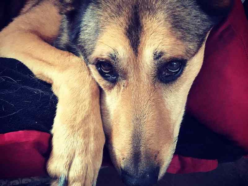 La diarrhée chez le chien: Quels en sont les causes et les&nbsp;traitements?