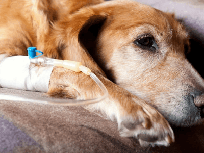 Insuffisance Hépatique chez le chien (Trouble de la&nbsp;Coagulation)
