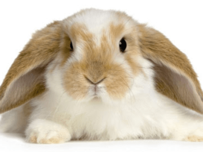 Les pathologies chez les&nbsp;rongeurs