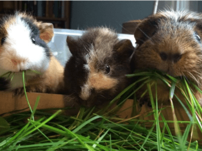 Le cochon d&rsquo;Inde