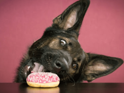 L&rsquo;obésité chez le chien: quels risques? Quels remèdes&nbsp;?