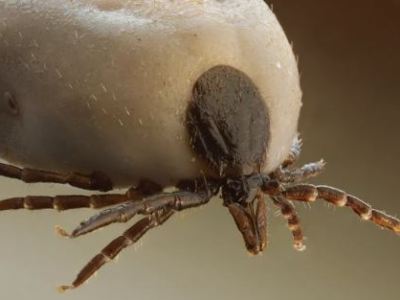 Vermifuges et Antiparasitaires chez le chien et le&nbsp;chat