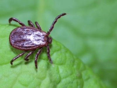 Maladie de Lyme ( ou Borreliose&nbsp;)