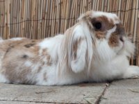 Les différentes races de&nbsp;lapins