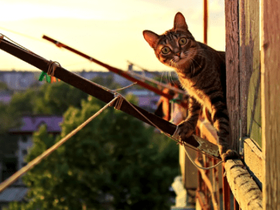 Les dangers de la maison pour les&nbsp;chats