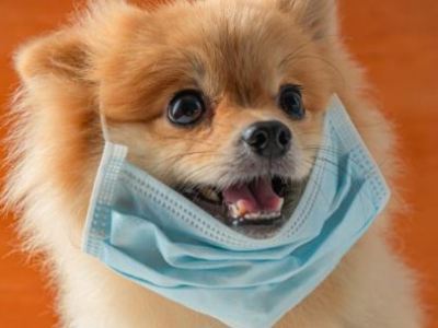 Le Coronavirus: nos animaux de compagnie sont-ils concernés&nbsp;?