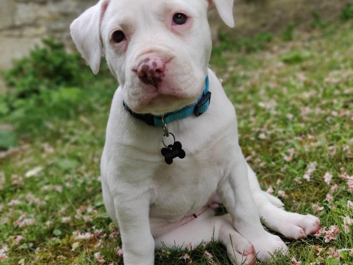 L&rsquo;anxiété de séparation chez le&nbsp;chien