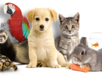 La compagnie d&rsquo;un animal vous tente&nbsp;?