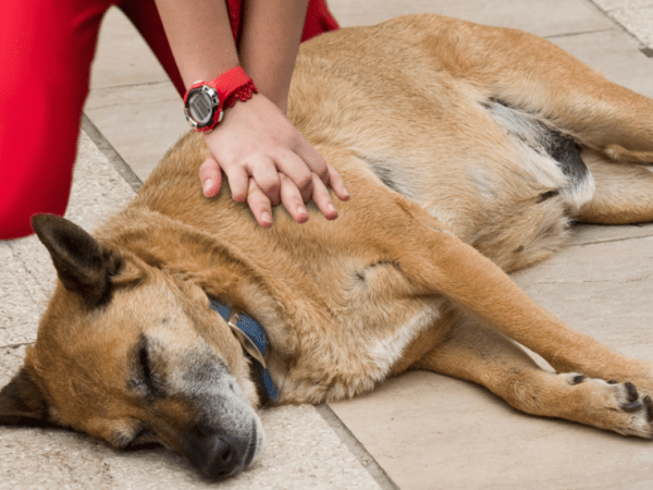 Comment faire un massage cardiaque sur un chien ou un chat&nbsp;?