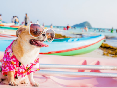 Partir en vacances quand on a un&nbsp;chien