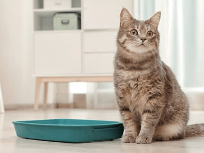 Les calculs urinaires chez le&nbsp;chat