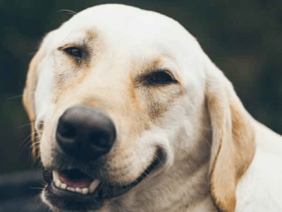 Les signaux d&rsquo;apaisement chez le&nbsp;chien