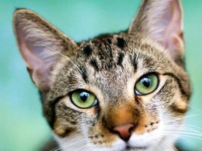 Symptômes de la démodécie chez les chats : Tout ce que vous devez&nbsp;savoir