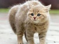 Communication et comportement chez le&nbsp;chat