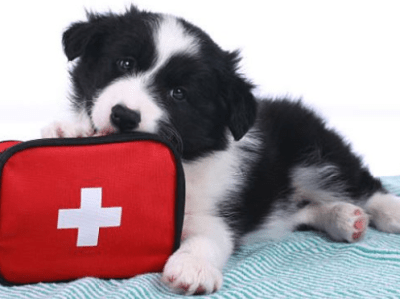La trousse de premiers secours pour mon&nbsp;chien