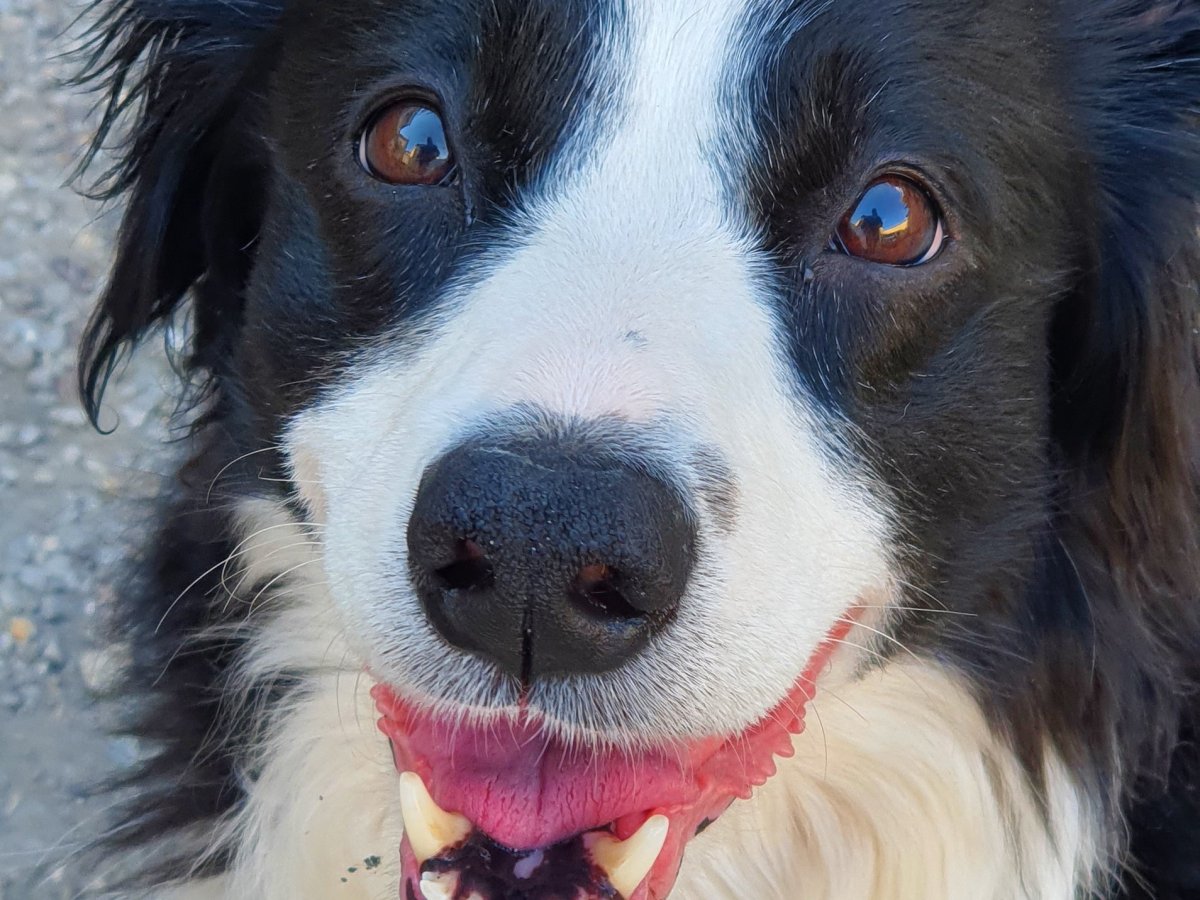 Causes et traitements du souffle cardiaque&nbsp;canin