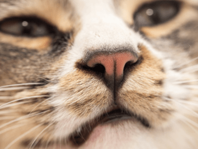 Comprendre le Coryza félin : causes et&nbsp;prévention