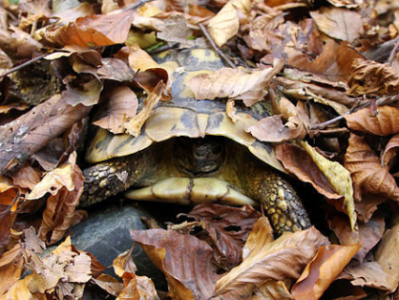 L&rsquo;hibernation des tortues : guide&nbsp;complet