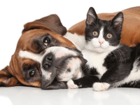 L&rsquo;insuffisance rénale chez le chat et le&nbsp;chien