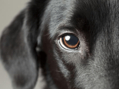 Diagnostic et traitement des infections oculaires&nbsp;canines