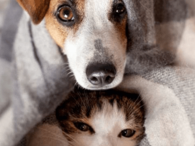 Dermatites Fréquentes chez Chiens et&nbsp;Chats