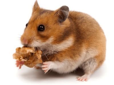 Choisir le hamster idéal : les meilleures&nbsp;races