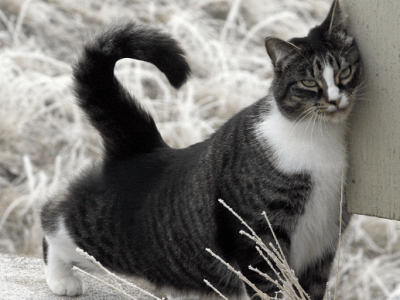 Le marquage du territoire chez le&nbsp;chat