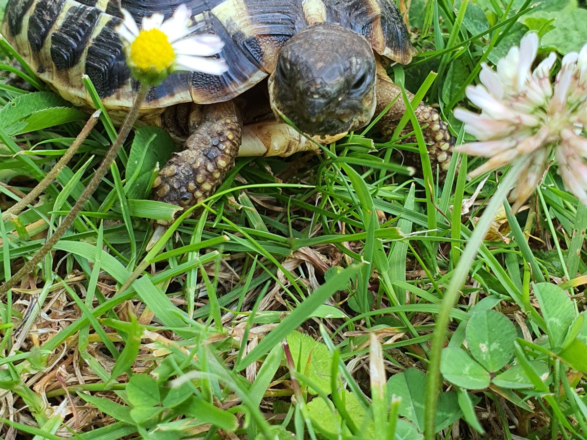 Alimentation des tortues Hermann : Guide&nbsp;complet