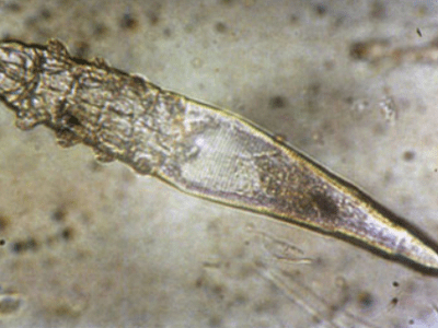 Guide Complet sur la Démodécie&nbsp;Canine