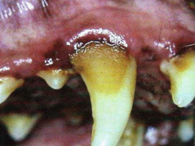 Prévenir le tartre dentaire chez les&nbsp;chiens