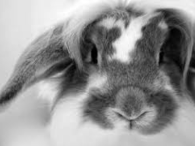 Comprendre l&rsquo;encéphalitozoonose chez le&nbsp;lapin