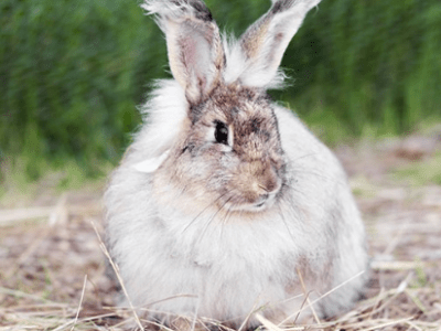 Pododermatite du Lapin : Comprendre et&nbsp;Prévenir