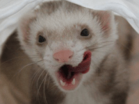 La morsure chez le&nbsp;furet