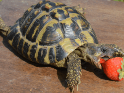 Guide des tortues terrestres en&nbsp;France