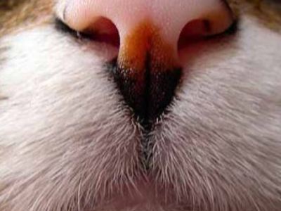 Causes et traitements de l&rsquo;acné chez le&nbsp;chat