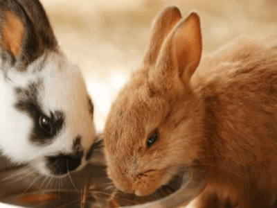 Urgence Vétérinaire : Que Faire en Cas d&rsquo;Arrêt de Transit chez mon lapin&nbsp;?