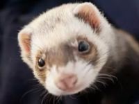 Comprendre l&rsquo;alopécie chez les furets et son&nbsp;diagnostic