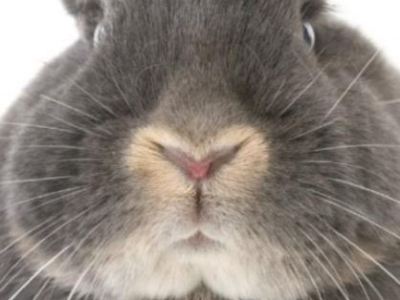 Causes et symptômes des éternuements chez le&nbsp;lapin