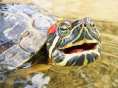 Sous-espèces de tortues de Floride : Caractéristiques et&nbsp;Identifications