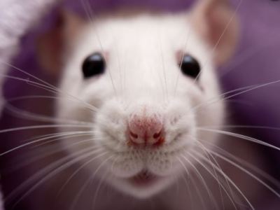 Guide Complet sur les Rats: Soins et&nbsp;Comportement