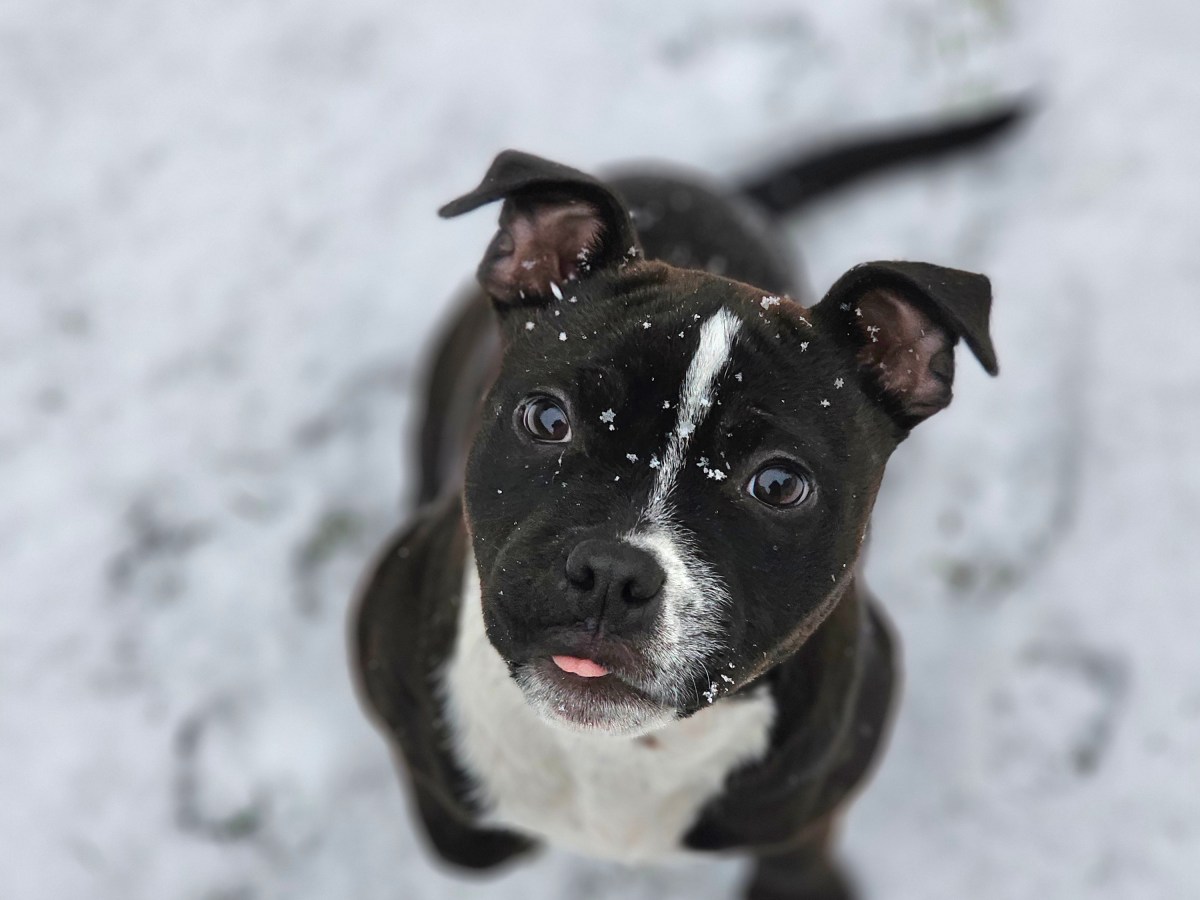 La torsion de l’estomac chez le chien : causes, symptômes et&nbsp;prévention