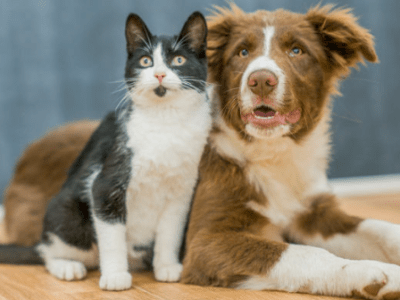Identification des animaux en France : Guide&nbsp;complet